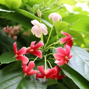 シクンシ(令和5年撮影)