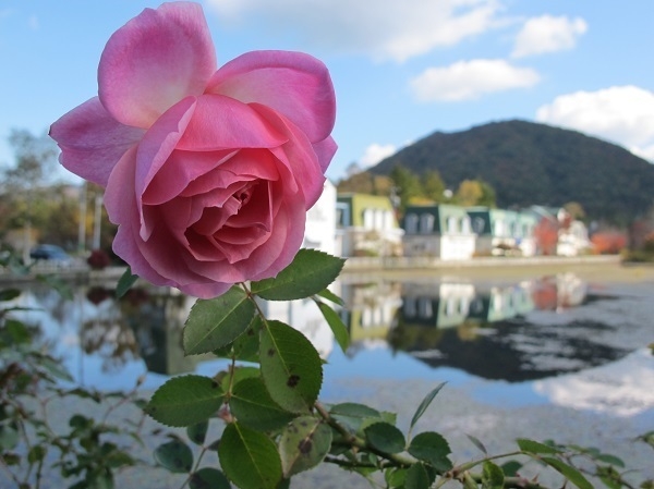 薔薇と紅葉