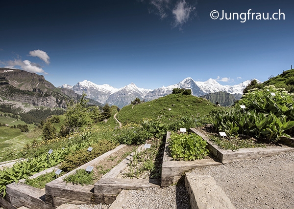 シーニゲプラッテ 高山植物園