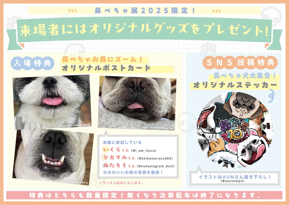 「ぺちゃ犬になれる」10周年記念ポストカードプレゼント