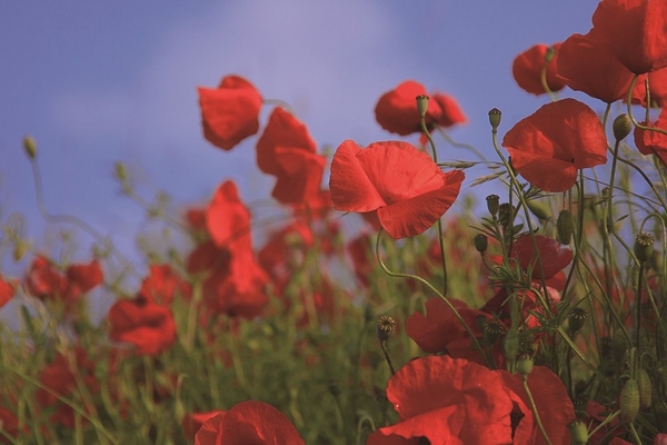 日本と米国の両国の音楽療法士の認定を受け、障害者施設や老人介護施設などで実際に音楽を使音楽療法を施している、音楽療法士の“長坂希望”氏監修。