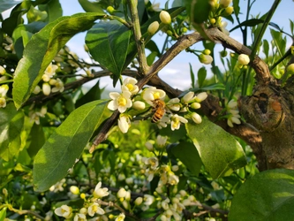 天候に恵まれず今年は希少！長崎県よりみかんの花から採れた蜂蜜が到着  フルーティな味わいで採れたての風味が香るローハニー（生蜂蜜）で登場  蜂蜜専門店ミールミィなどで、6 月 1 日より販売開始