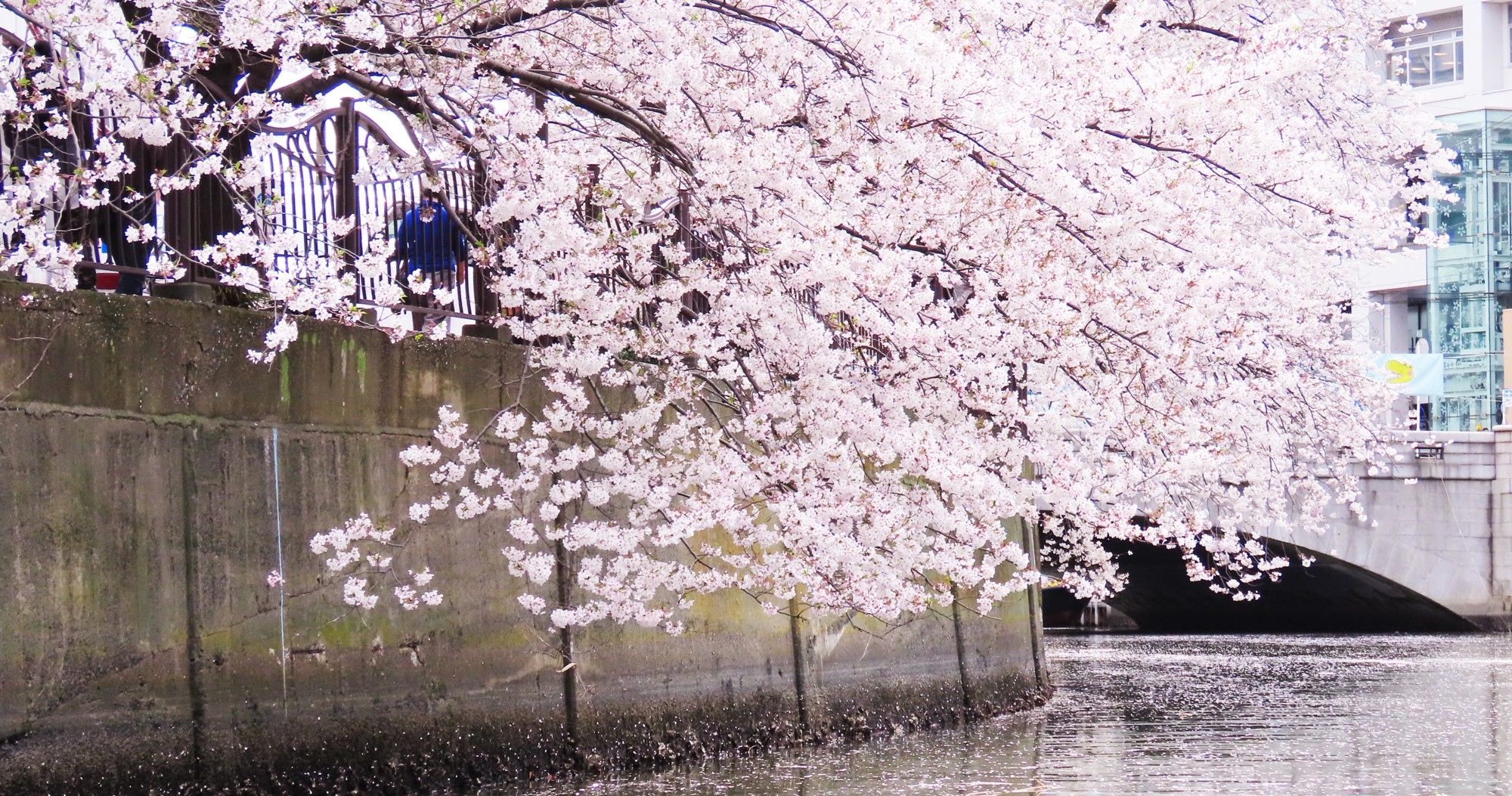 【横浜・みなとみらい】人混みを離れて、優雅に船上お花見。「お花見クルーズ 2026」3月20日（金・祝）より横浜港ボートパークにて開催！