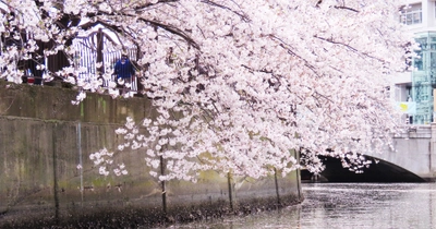 【横浜・みなとみらい】人混みを離れて、優雅に船上お花見。「お花見クルーズ 2026」3月20日（金・祝）より横浜港ボートパークにて開催！