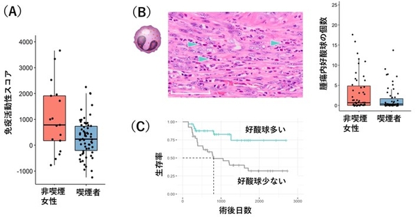 図2 食道SCC内の免疫細胞の活動性　（A） RNA発現データからの免疫活動性スコア。女性非喫煙者の腫瘍内の免疫活動が男性喫煙者と比べ高いことが分かる。　（B） 左）病理標本で好酸球（青の矢印）を検出。　右）男性喫煙者と比べ、女性非喫煙者の食道がんには多くの好酸球が同定された。　（C） 好酸球が多い食道がん患者は術後の予後が良好である。
