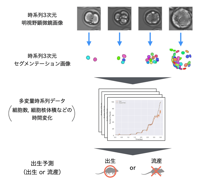 図1　本研究で実施したマウス胚の出生予測