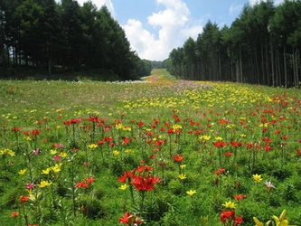 【富士観光開発株式会社】 関東最大規模　山梨県・鳴沢村のゆり園「ふじてんリゾート　リリーパーク」 2010年7月26日（月）現在、ゲレンデ下部の5色のフラワーラインが見頃です。 ～ゲレンデ全体では８割の開花状況です。～