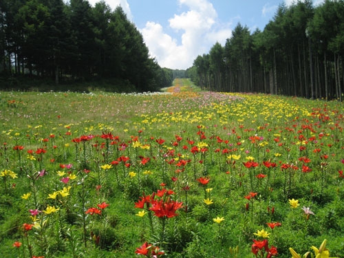 富士観光開発株式会社 関東最大規模 山梨県 鳴沢村のゆり園 ふじてんリゾート リリーパーク 10年7月26日 月 現在 ゲレンデ下部の5色のフラワーラインが見頃です ゲレンデ全体では８割の開花状況です Newscast