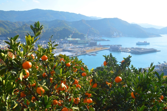 彩るみかんと八幡浜港