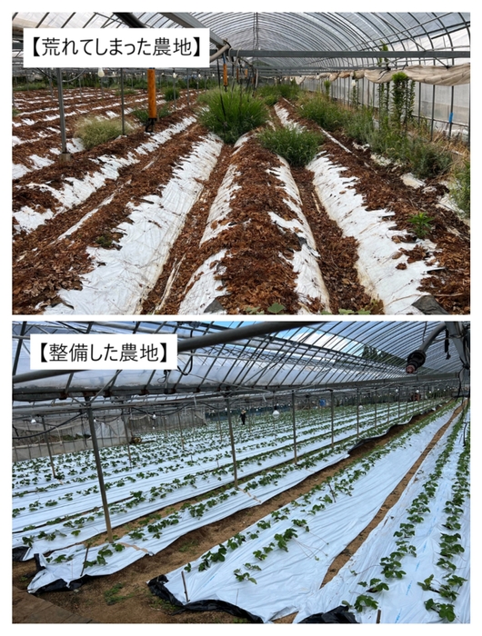 いちご農園整備前整備後