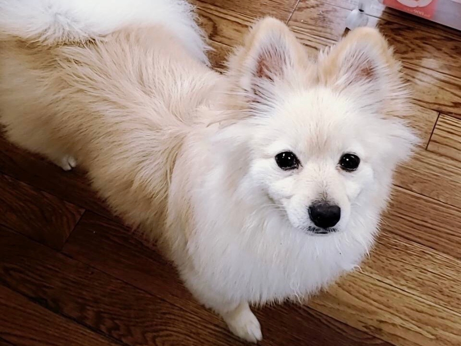 たまにしか出勤していないティアラさん、お散歩中に会えたら良いことがあるかも！