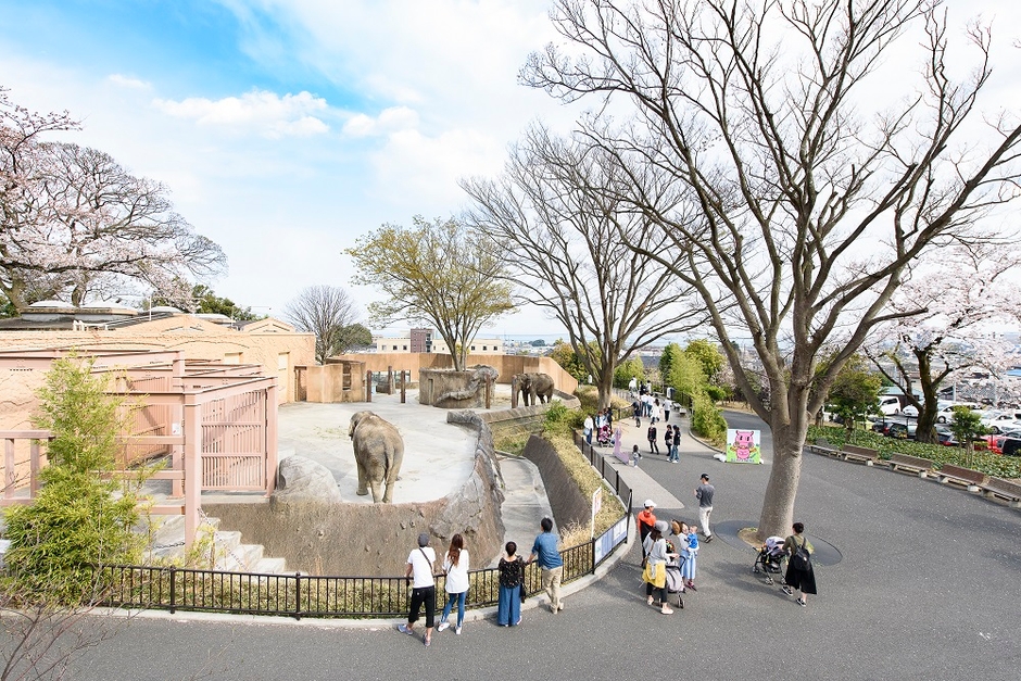 エントランスを抜けると・・・アジアゾウがお出迎え!距離が近いことも魅力の一つ!