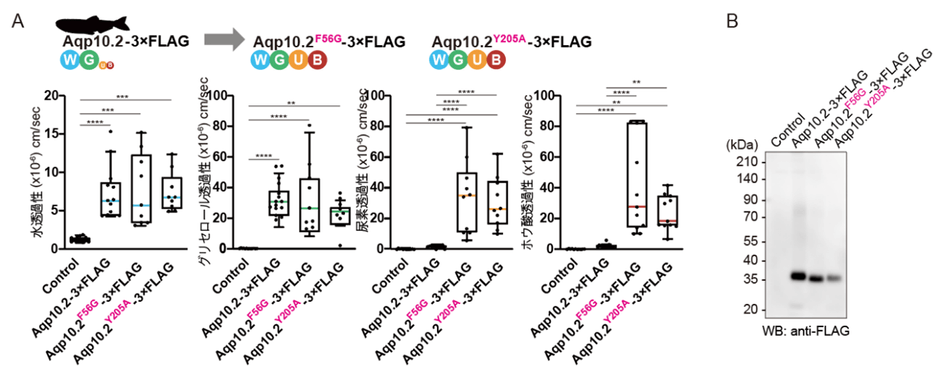 図3　ゼブラフィッシュAqp10.2の野生型および変異体における水、グリセロール、尿素、ホウ酸透過性。アフリカツメガエル卵母細胞に発現させたAqp10.2の活性（A）と細胞膜におけるタンパク質発現量（B）の評価。