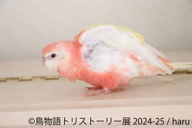 3年ぶり！冬の東京に華麗な鳥たちが舞い降りる♪過去最大規模の 作品展「鳥物語トリストーリー展」12/28(土)～東京にて開催