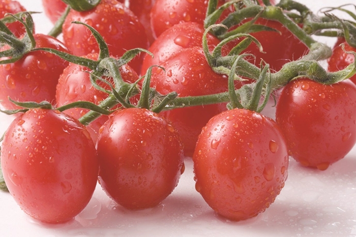 ミニトマト 優糖星(ゆうとうせい)