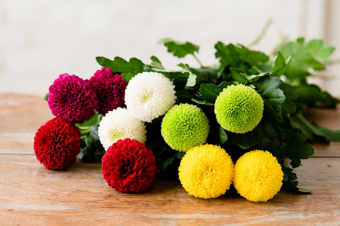 丸いフォルムのディスバッドマム・ピンポン咲き 撮影:三浦 希衣子