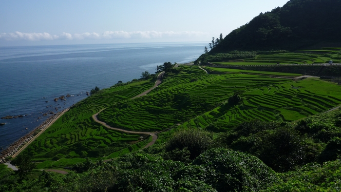 夏　千枚田