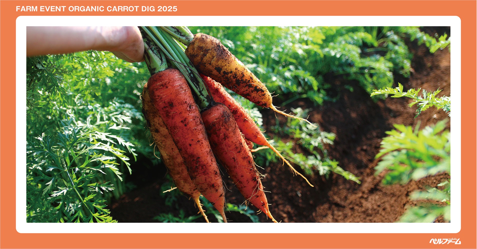 有機にんじん収穫体験イベントイメージ画像④