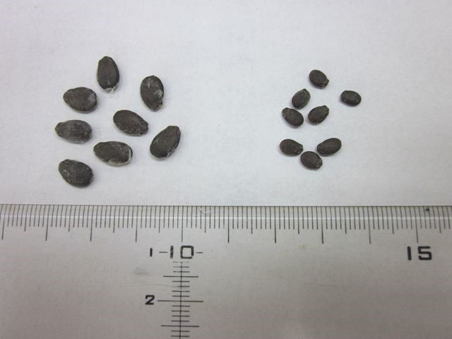 ピノ・ガール種子(右)と通常の種子(左)