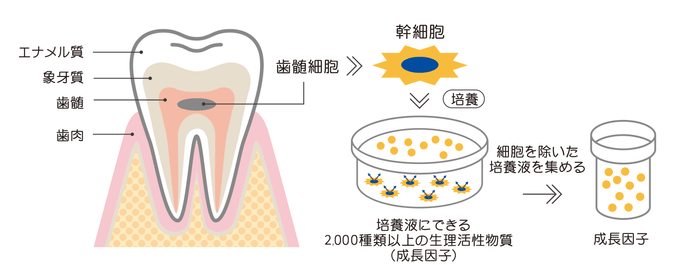 図4:ヒト乳歯由来歯髄幹細胞培養上清液の精製イメージ