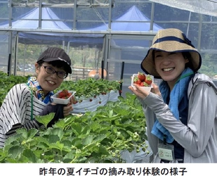 「六甲山の体験農園」で夏イチゴを摘み取ろう！ ～7月23日（木・祝）シーズンオープン！～
