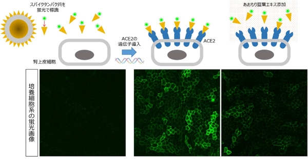 ACE2が発現していない通常の細胞に、蛍光で標識したスパイクタンパク質を添加した場合（左）、ACE2を定常的に発現させた細胞に蛍光で標識したスパイクタンパク質を添加した場合（中央）、中央の状態に、さらにあおもり藍葉エキスを添加した場合（右）