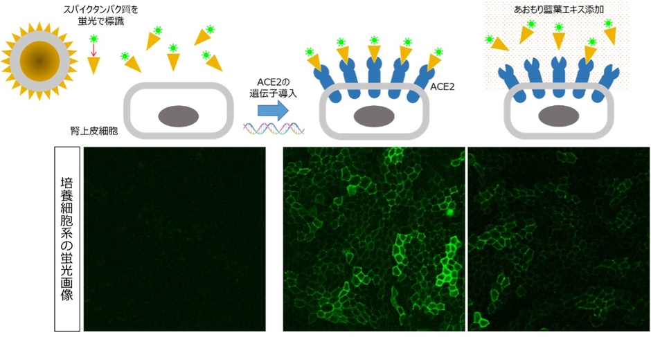 ACE2が発現していない通常の細胞に、蛍光で標識したスパイクタンパク質を添加した場合(左)、ACE2を定常的に発現させた細胞に蛍光で標識したスパイクタンパク質を添加した場合(中央)、中央の状態に、さらにあおもり藍葉エキスを添加した場合(右)