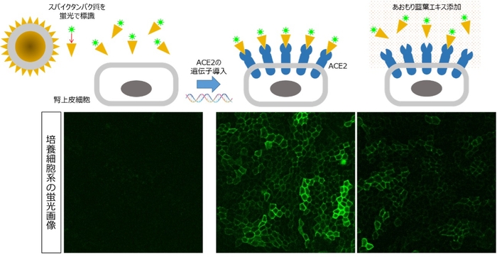 ACE2が発現していない通常の細胞に、蛍光で標識したスパイクタンパク質を添加した場合（左）、ACE2を定常的に発現させた細胞に蛍光で標識したスパイクタンパク質を添加した場合（中央）、中央の状態に、さらにあおもり藍葉エキスを添加した場合（右）
