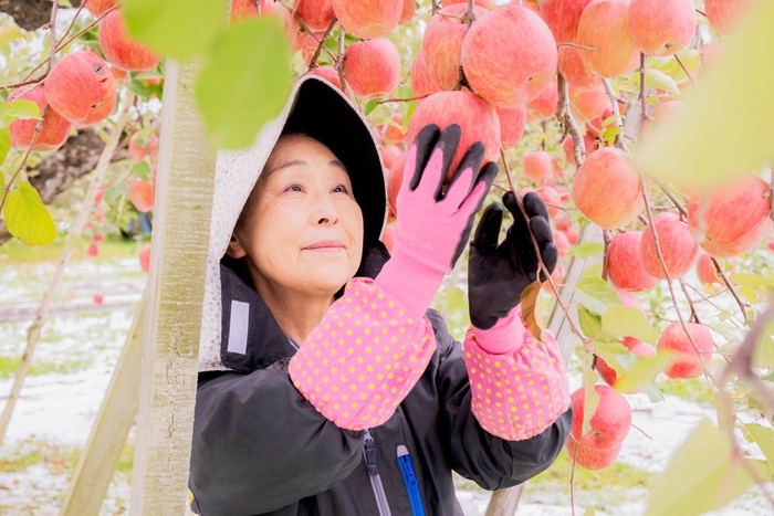 収穫の様子