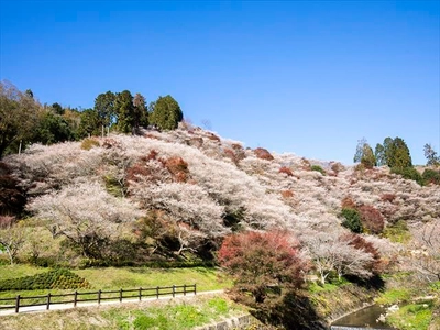 インバウンドにも対応！豊田市の秋の2大観光地 「香嵐渓・小原バスツアー」を7月29日(月)販売開始