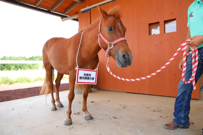 対州馬「優香」(雌・13歳)