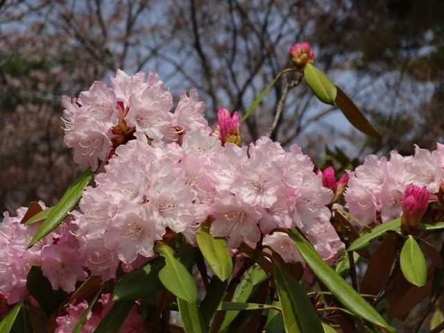 もとやま花まつり