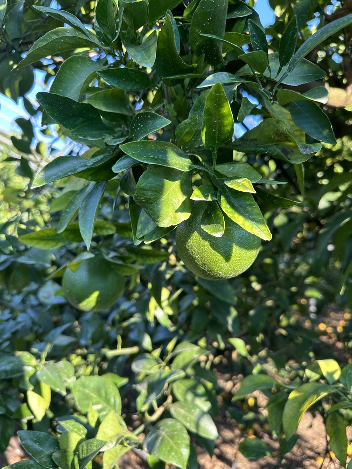 秋の摘果不知火