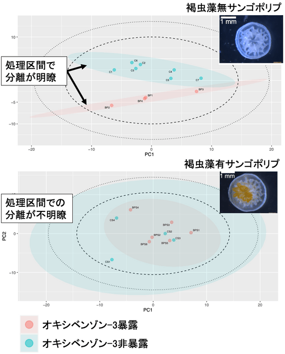 図3．オキシベンゾン-3暴露サンプルを用いたPLS-DAスコアプロット。横軸は第一主成分、縦軸は第二主成分を示す。上図は褐虫藻を持たないサンゴポリプ、下図は褐虫藻を持つサンゴポリプの結果を示す。各点は1サンゴポリプに相当する。破線、点線はそれぞれ全データの95%、99%信頼区間を示す。赤色および水色の楕円は各群の95%信頼区間を示す。 ※ 原論文の図を引用・改変したものを使用しています。クリエイティブ・コモンズ・ライセンス（表示4.0 国際）