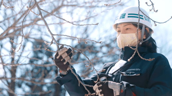 チーム桜守/弘前公園(桜)