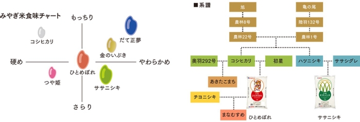 ササニシキ2