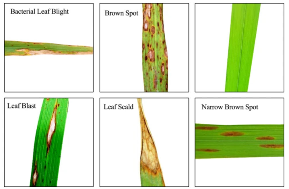 稲の病害例:CIAT提供