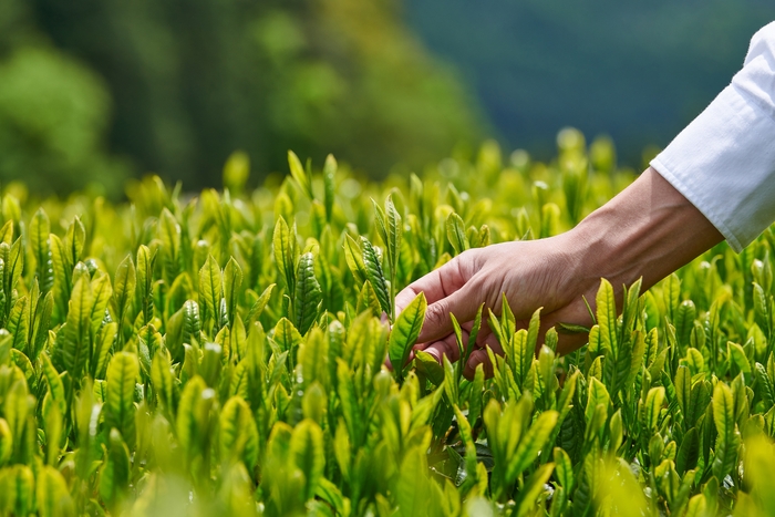厳選された茶葉を