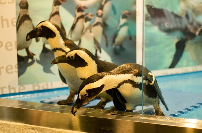 店内のペンギン_3
