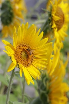 ひまわり畑で花粉を集め、羽を休めるみつばち