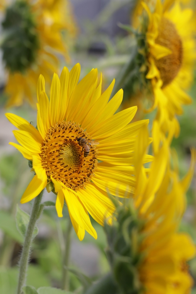 ひまわり畑で花粉を集め、羽を休めるみつばち
