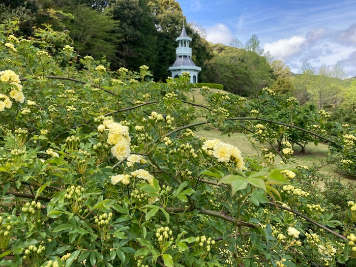 4月現在早咲きのバラ開花中