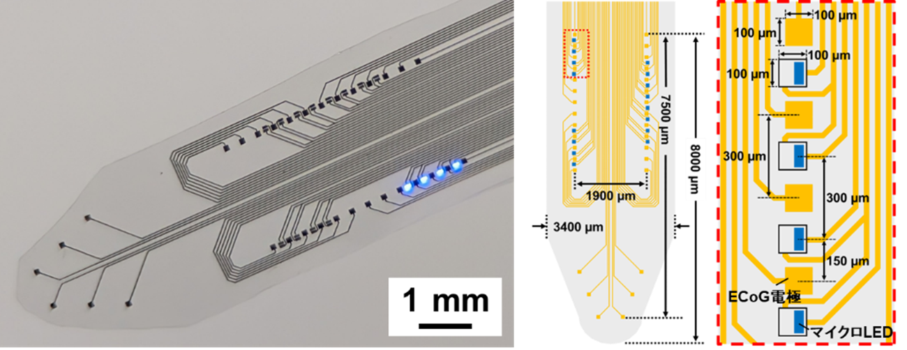 【名城大学】マウス脳を広域カバーするフィルム型神経デバイスを開発