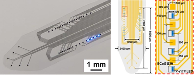 【名城大学】マウス脳を広域カバーするフィルム型神経デバイスを開発
