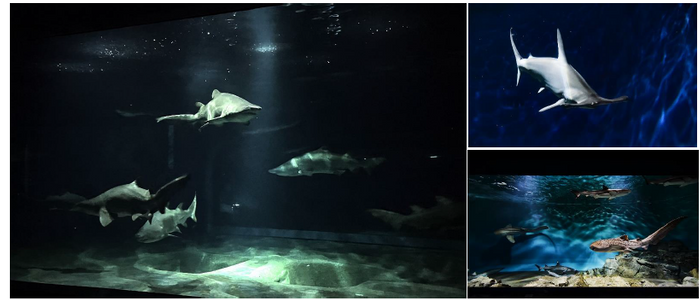 展示場所 ： ３階　悠久の海ゾーン　サメの海1・2、世界のサメ、温帯海域のサメたち