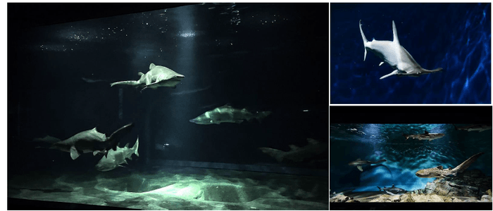 展示場所 : 3階 悠久の海ゾーン サメの海1・2、世界のサメ、温帯海域のサメたち