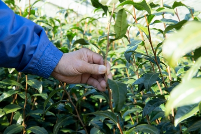茶の木
