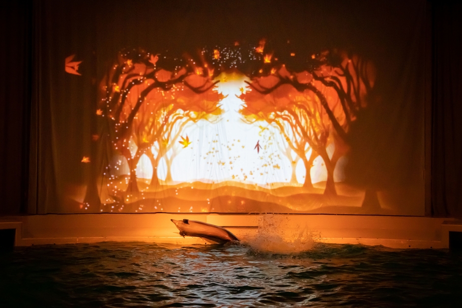 新オーシャンナイトライブ「秋」(1)