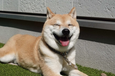 愛犬と一緒に暮らしたい高齢者が増加　 愛犬と暮らせるサ高住の問い合わせが昨対比約1.4倍に増加