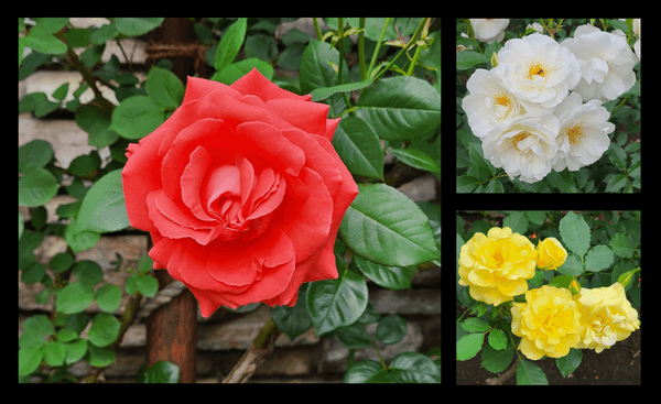 最盛期のバラ園（昨年の様子）